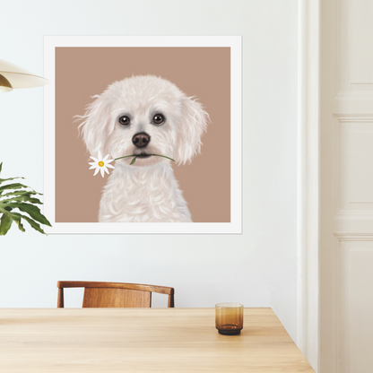 Bichon Frise Digital Download