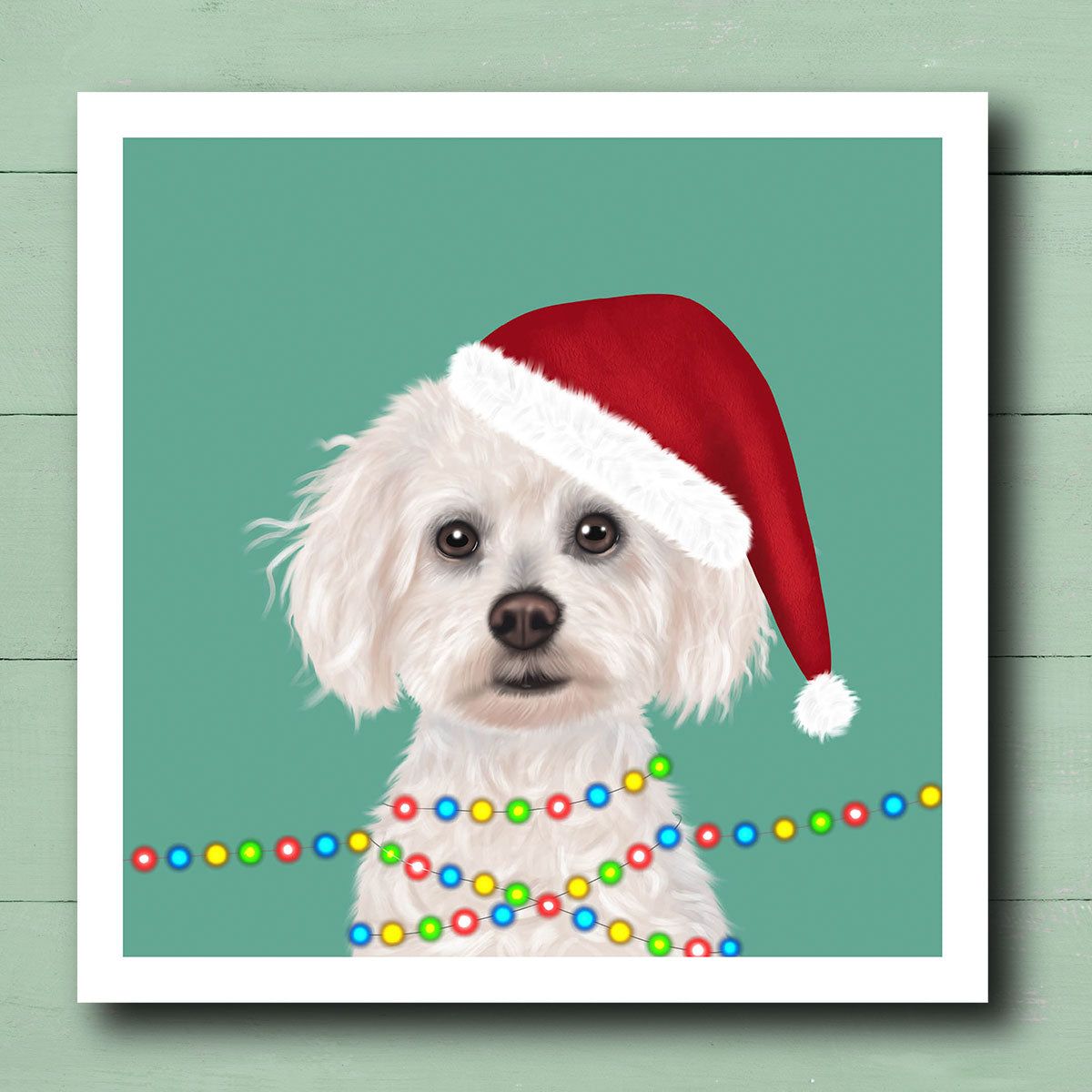 Bichon Frise in Santa Hat