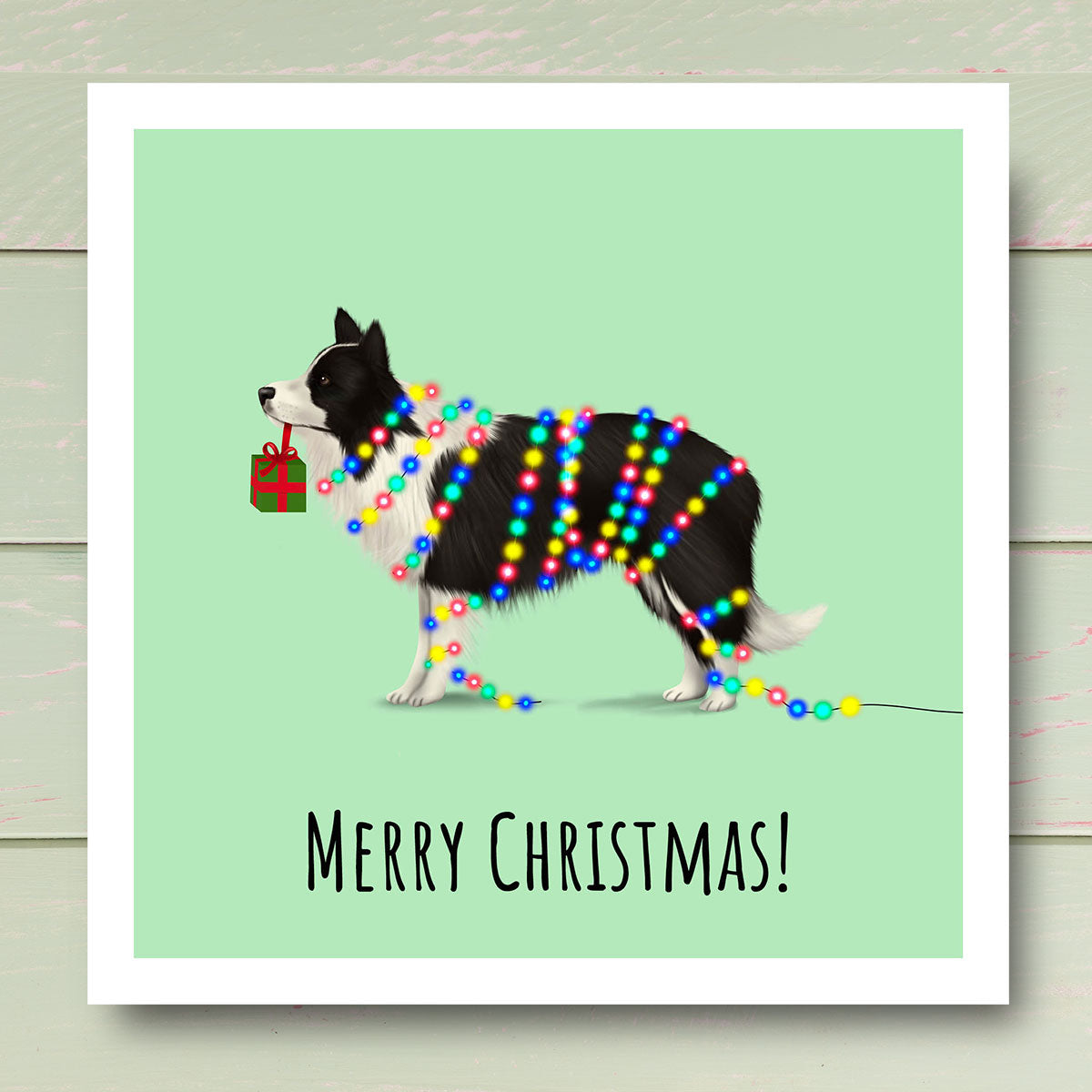 Border Collie wrapped in Christmas lights holding gift Christmas Gift