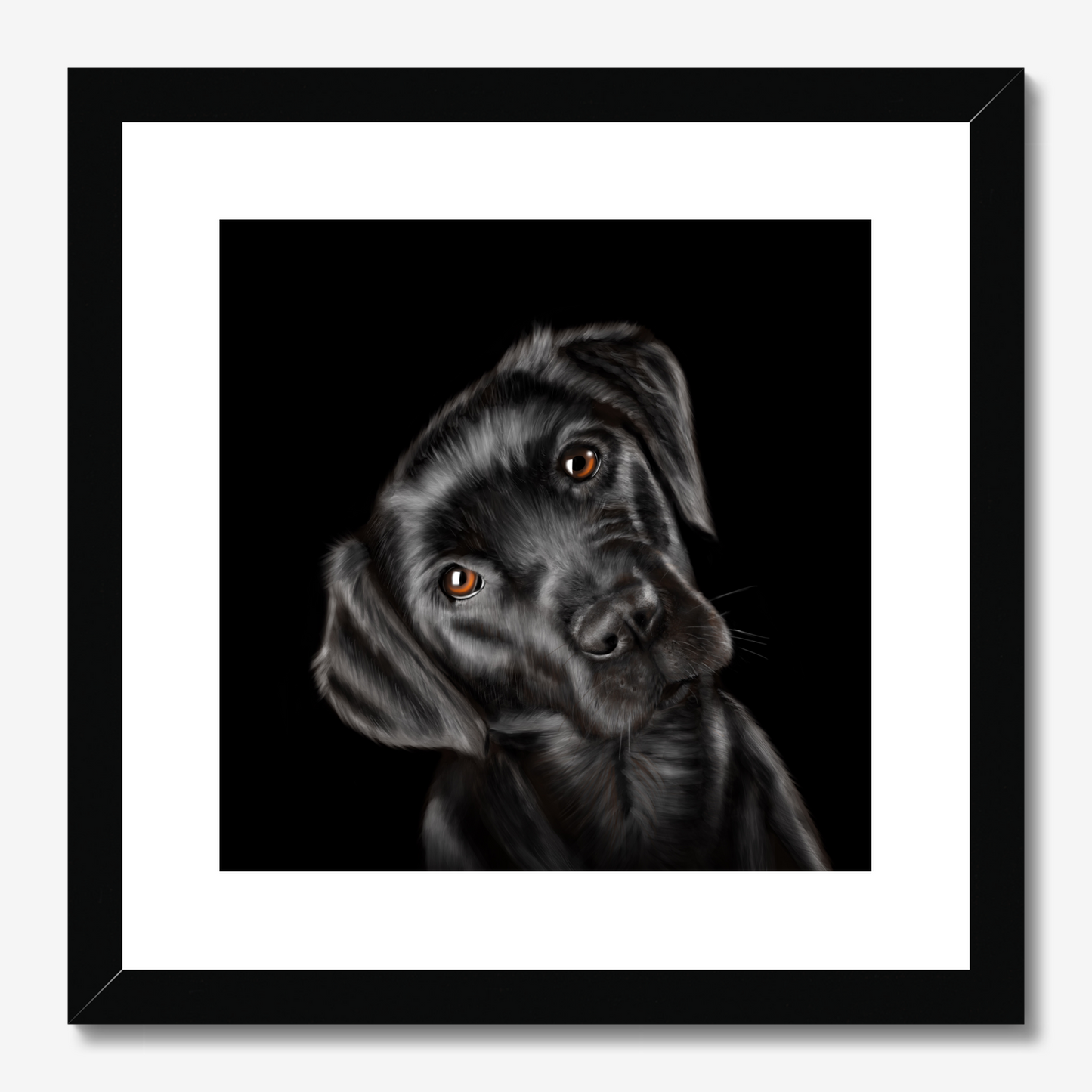 Black Labrador Framed Print