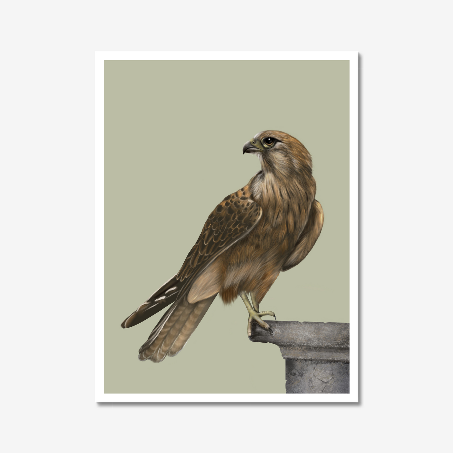 Majestic Falcon - Art Print