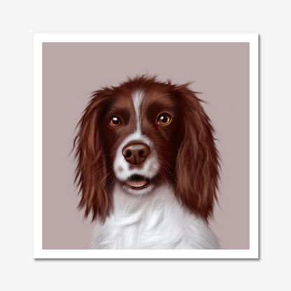 Springer Spaniel - Art Print