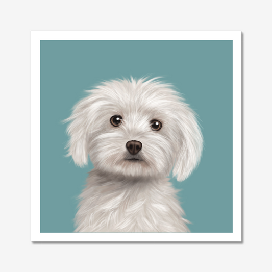 Maltese Art Print